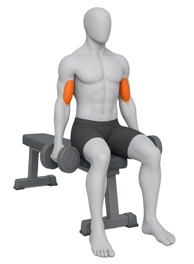 Illustration animée d’un curl avec haltères, assis sur un banc, montrant les biceps sollicités